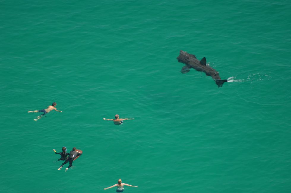 Basking shark