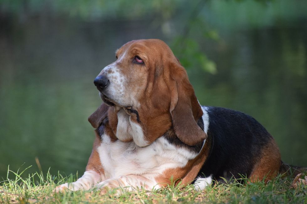 Basset Hound