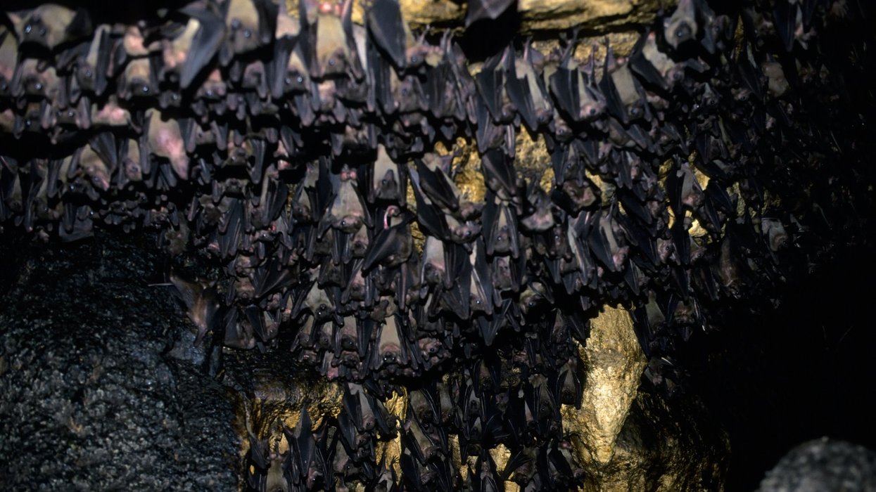 Bats in cave