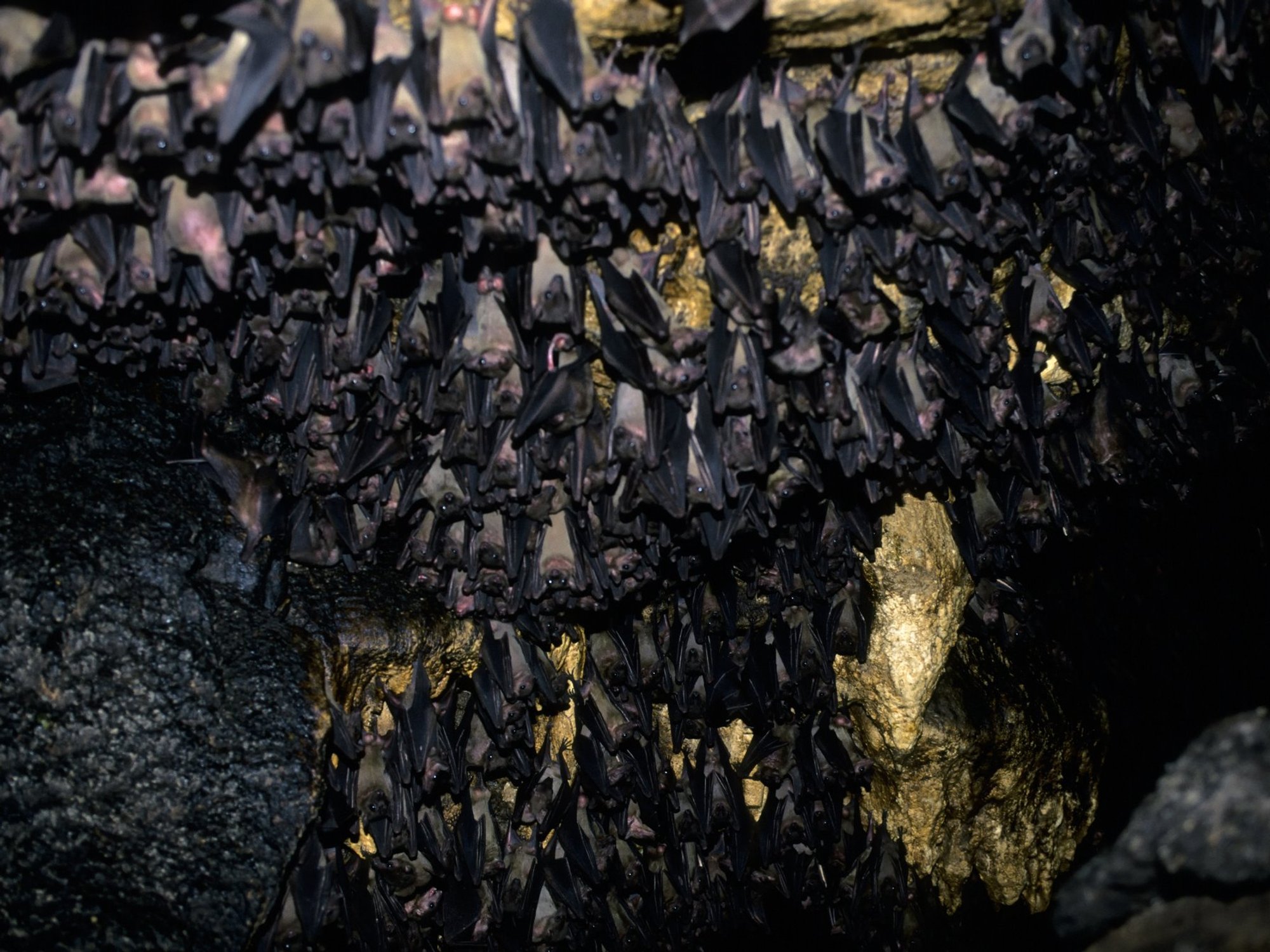 Bats in cave