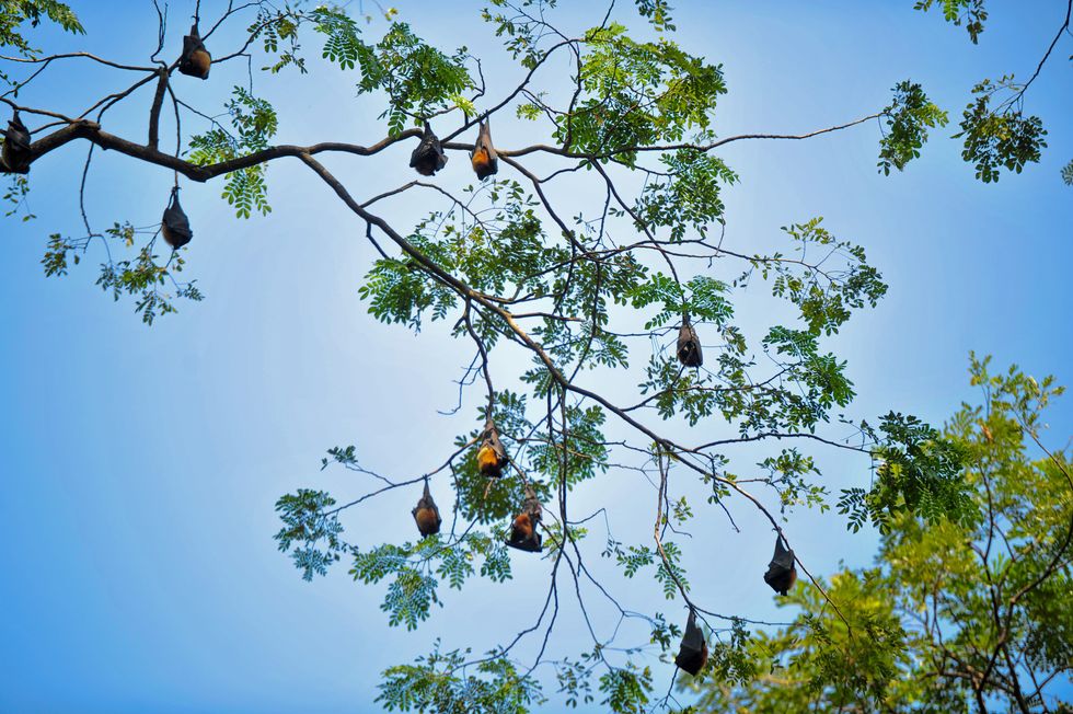 Bats in tree