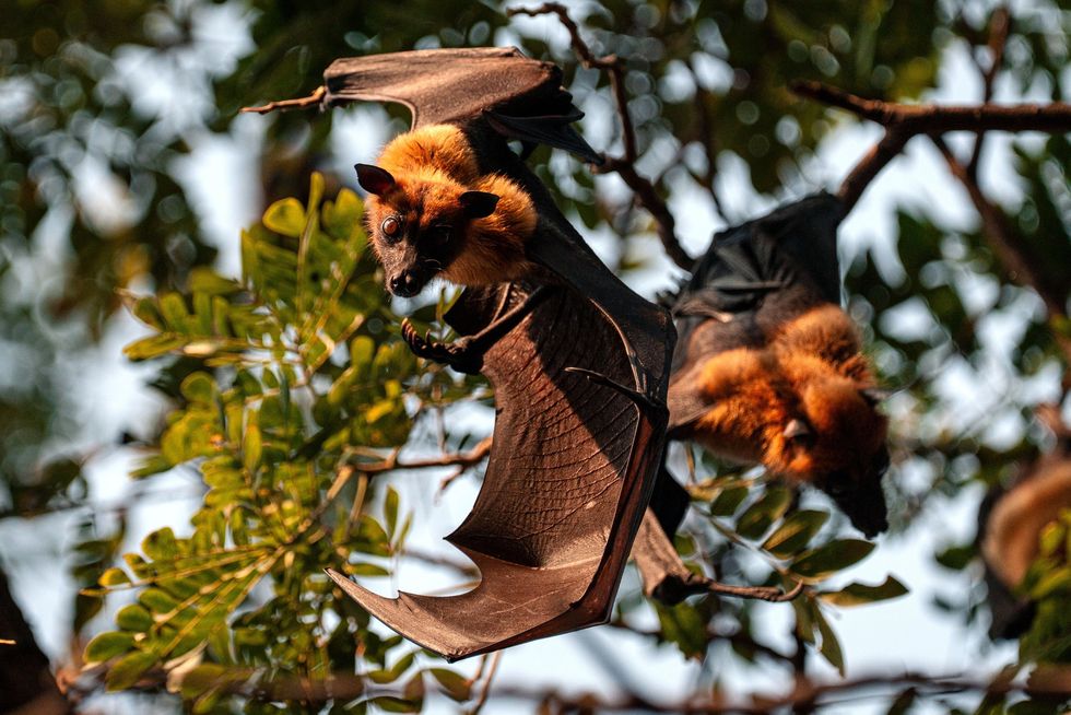 BATS IN TREE