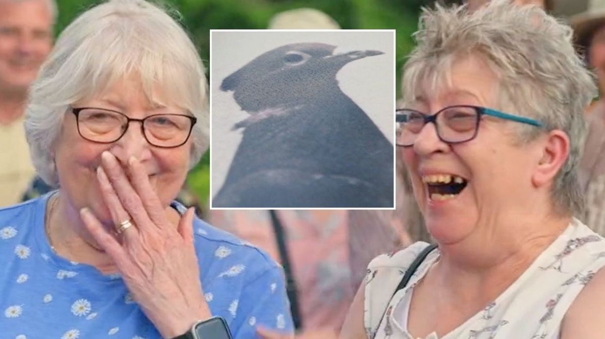 BBC Antiques Roadshow: Mary the pigeon