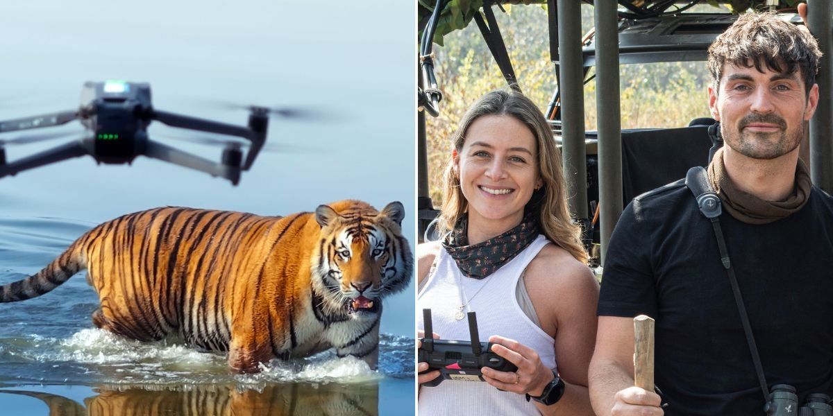 BBC Tiger Island debut sparks fierce row as viewers blast ‘insufferable’ feature in wildlife doc: ‘All about THEM!’ BBC Tiger Island debut sparks fierce row as viewers blast ‘insufferable’ feature in wildlife doc: ‘All about THEM!’