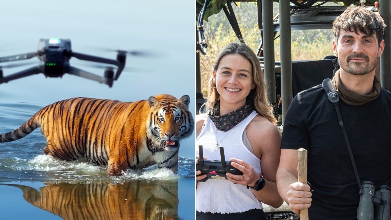 BBC Tiger Island debut sparks fierce row as viewers blast 'insufferable' feature in wildlife doc: 'All about THEM!'