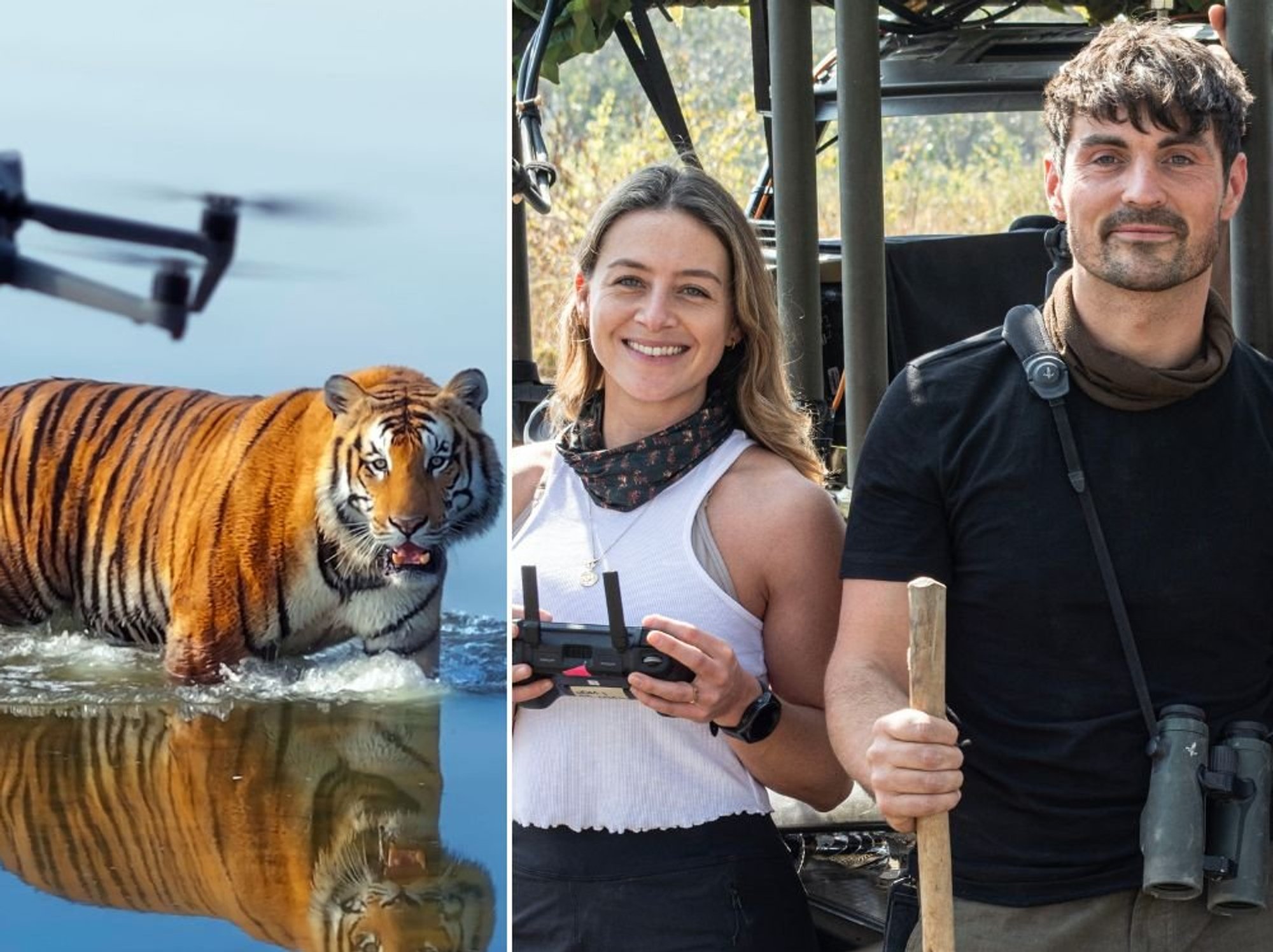 BBC Tiger Island debut sparks fierce row as viewers blast 'insufferable' feature in wildlife doc:...