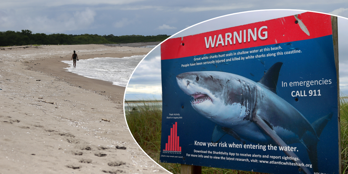 NextImg:Locals take action to get revenge on shark after beach attack