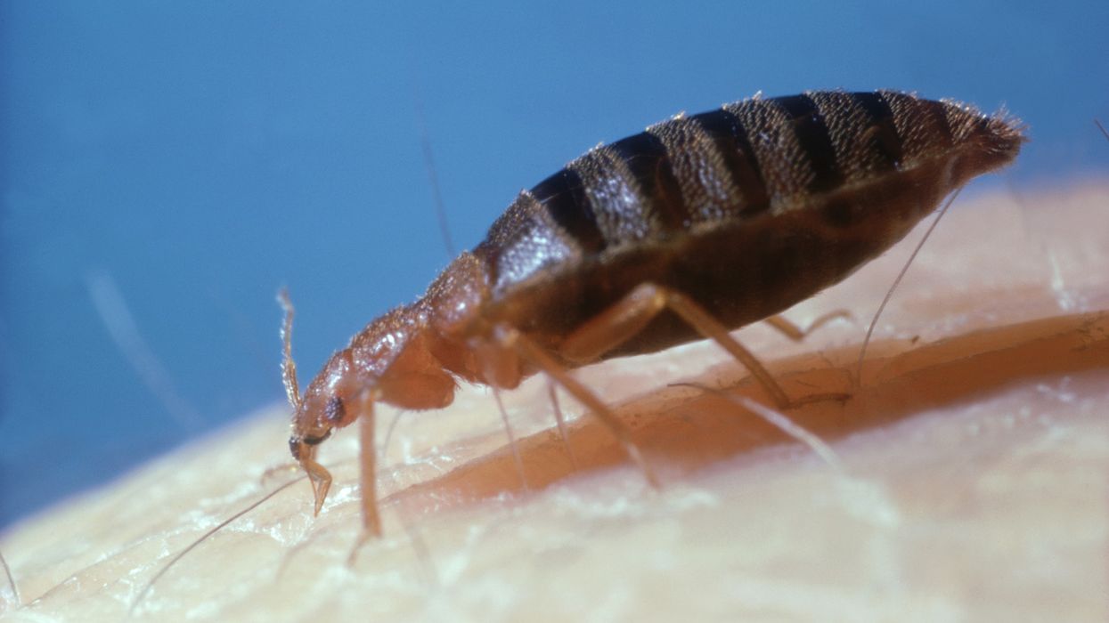 Bed bug