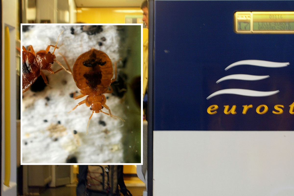 Bed bugs/Eurostar carriage