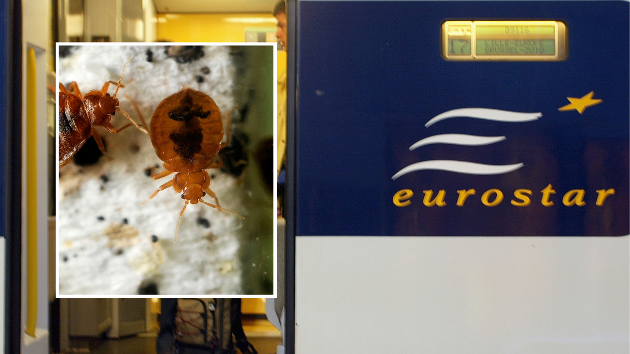 Bed bugs/Eurostar carriage