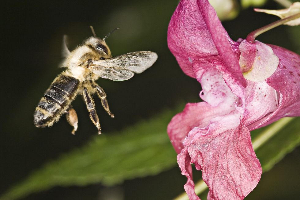 Bee on Himalayan balsam