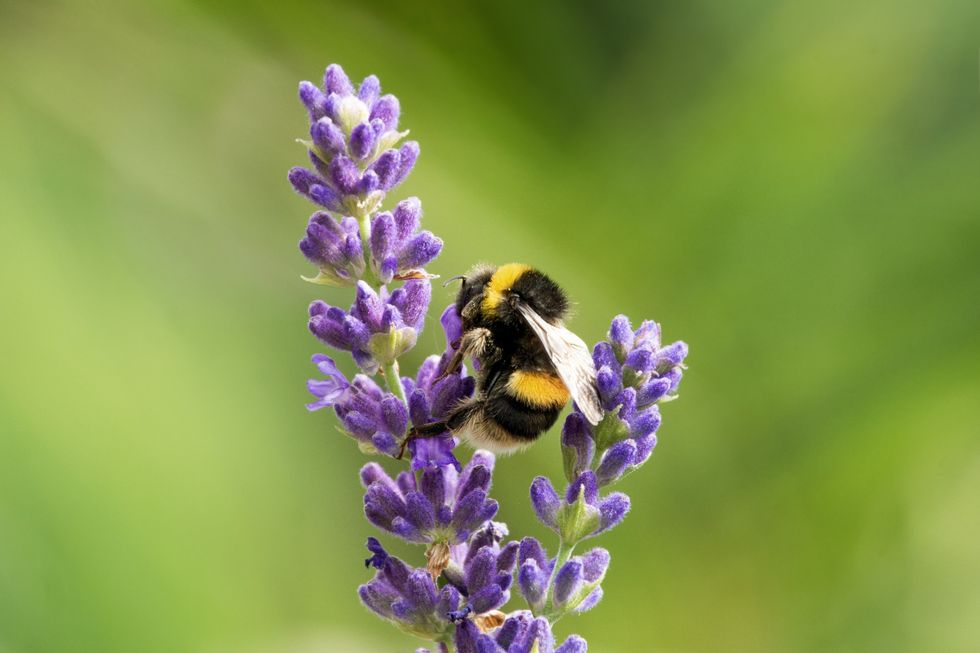 Bee pollinating a purple flower on a lavender plant