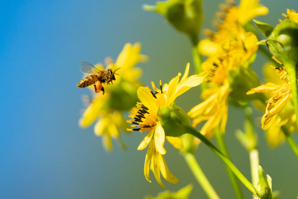 Bee pollinating flower