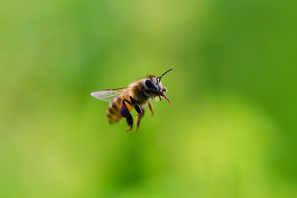 Bee