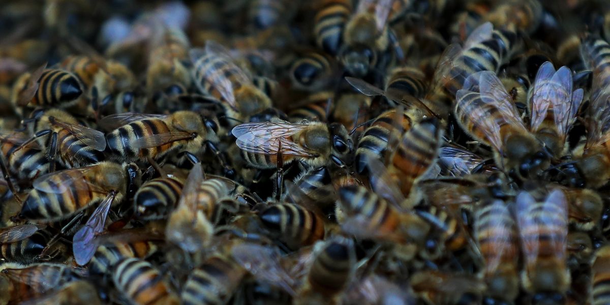 China to militarise cyborg bees for covert operations and spying