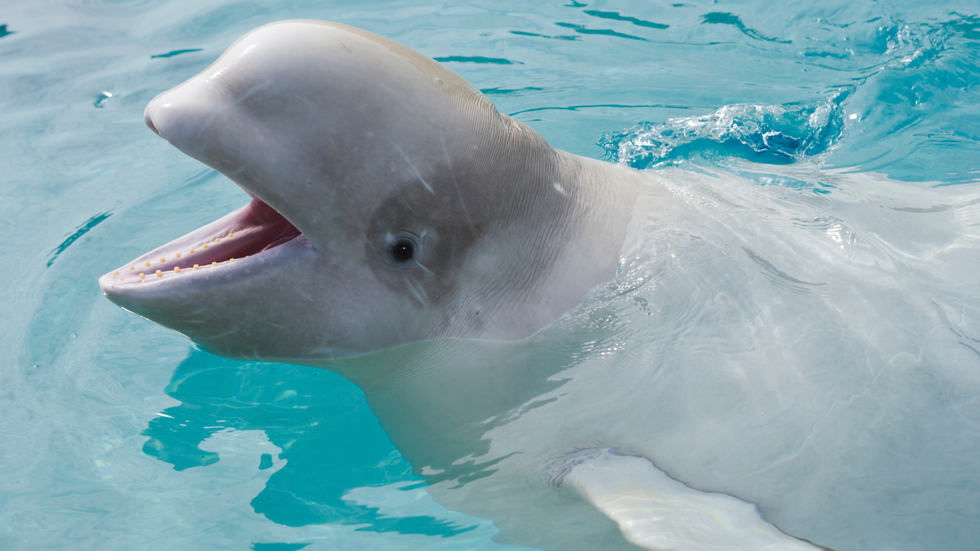 Beluga whale at Marineland