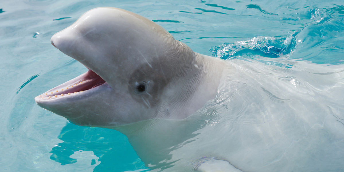 NextImg:Aquarium threatens mass execution of beluga whales as it faces 'devastating decision'