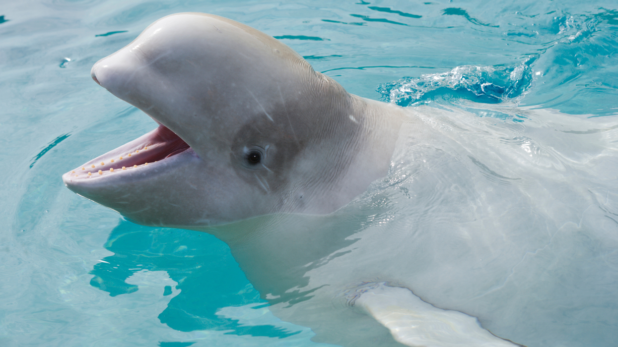 Beluga whale