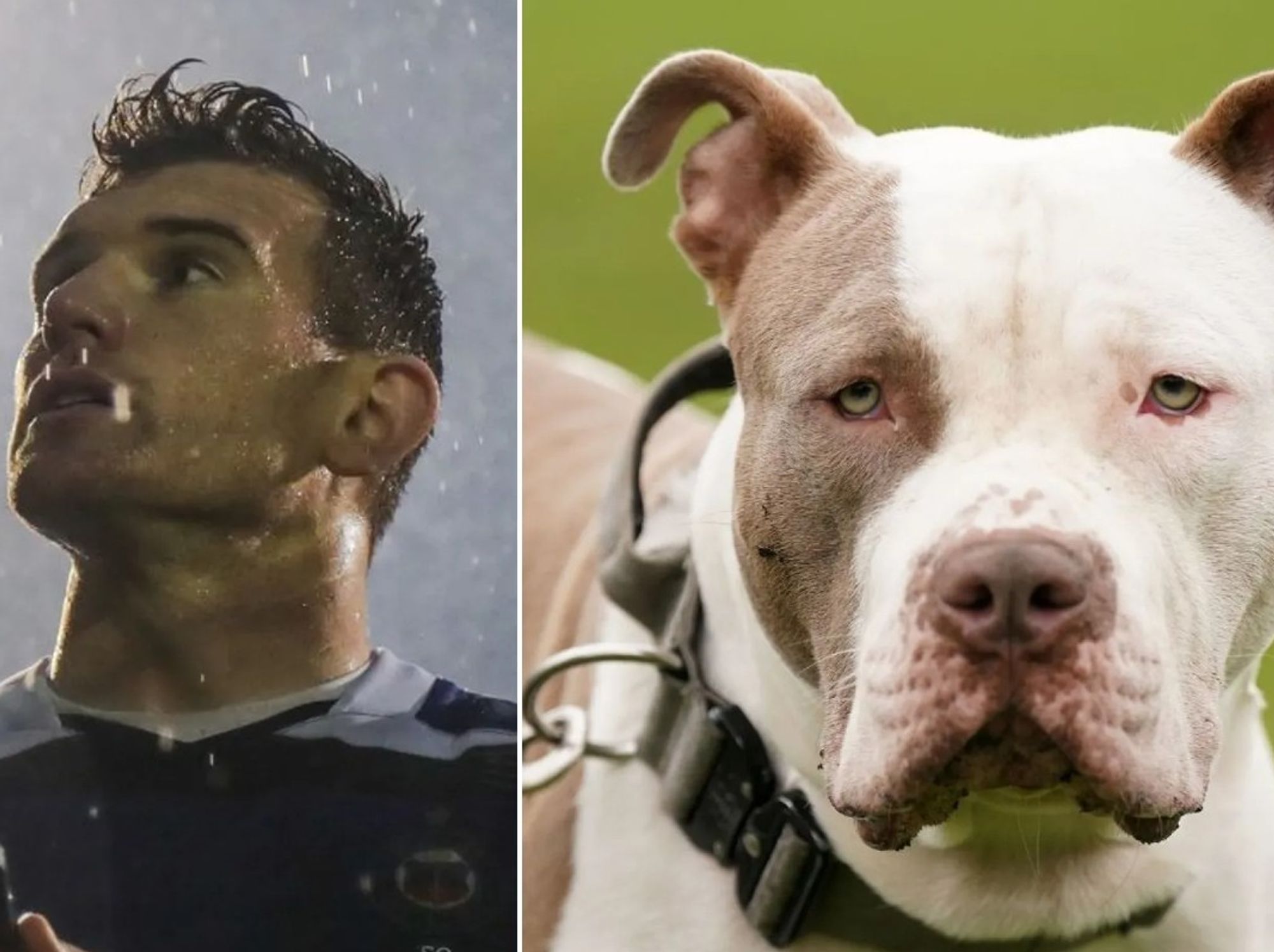 Ben Spencer and an XL Bully