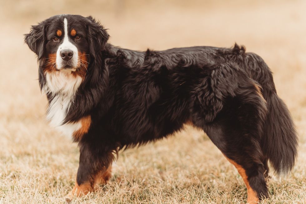 Bernese mountain dogs