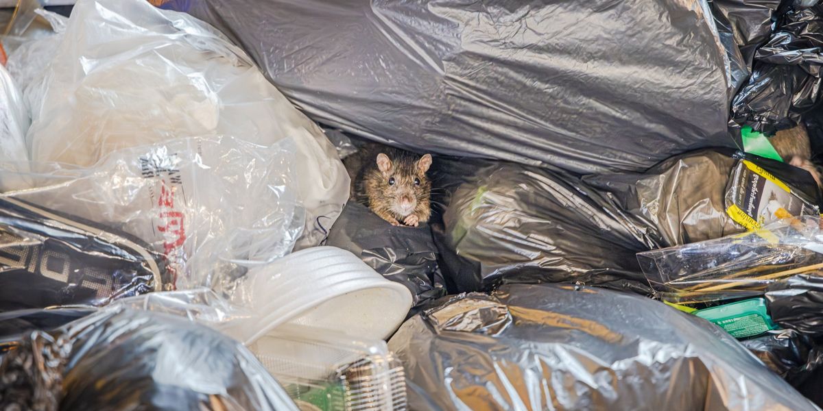 NextImg:Neighbour from hell dumps 'mountain of rotting bin bags' in garden leaving homeowner 'trapped'