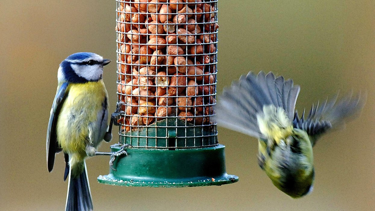 Bird feed