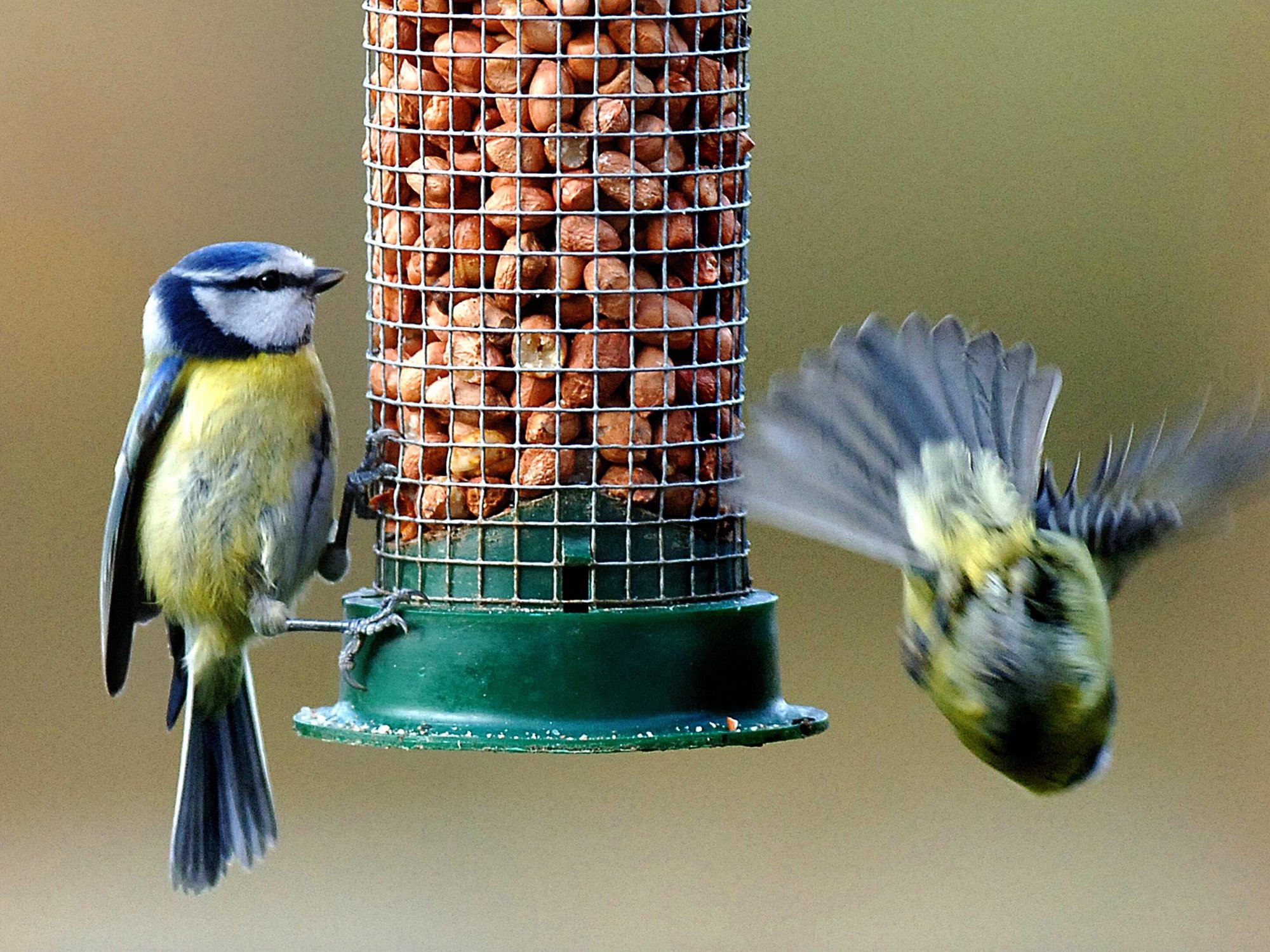 Bird feed