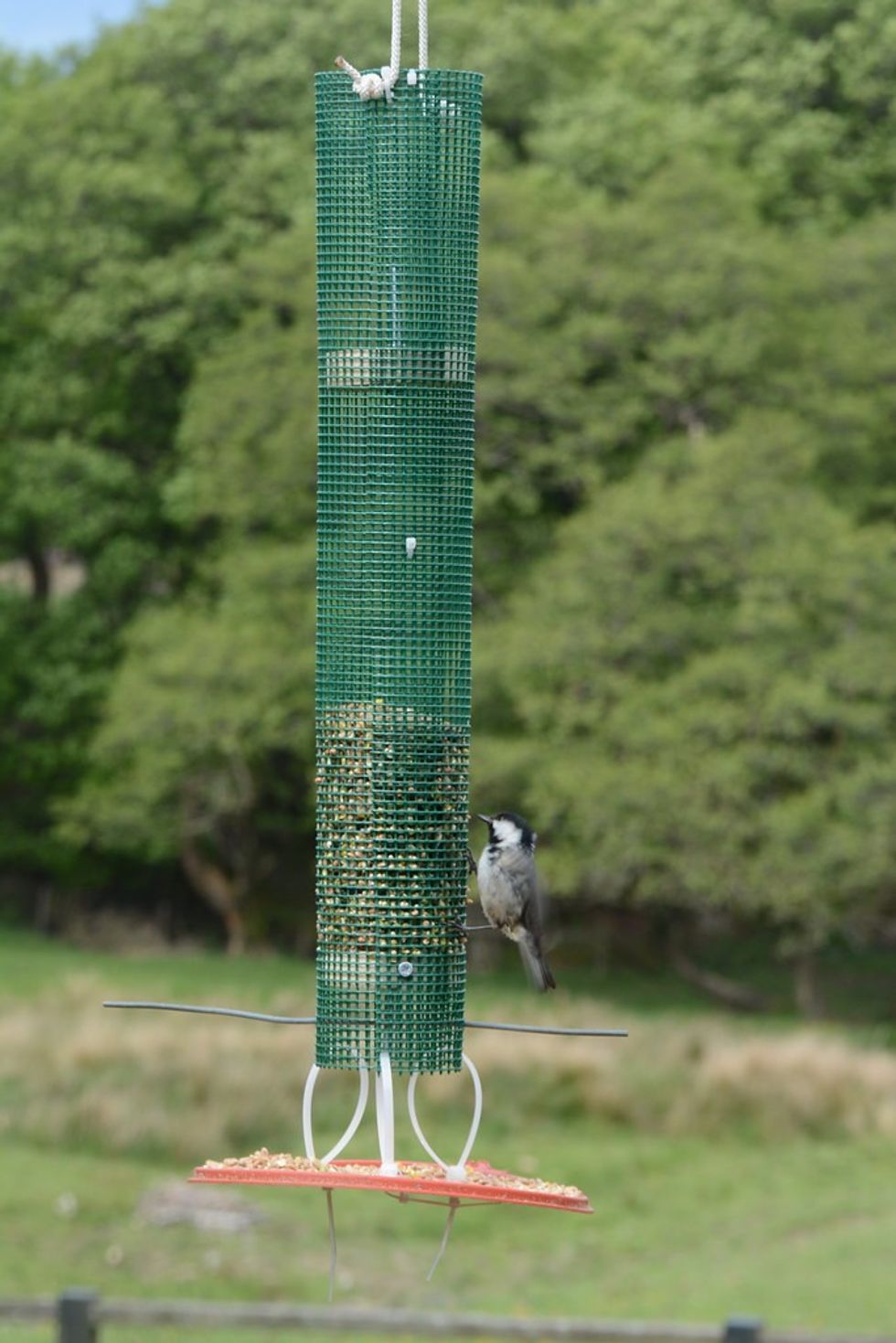 Bird feeder (stock)