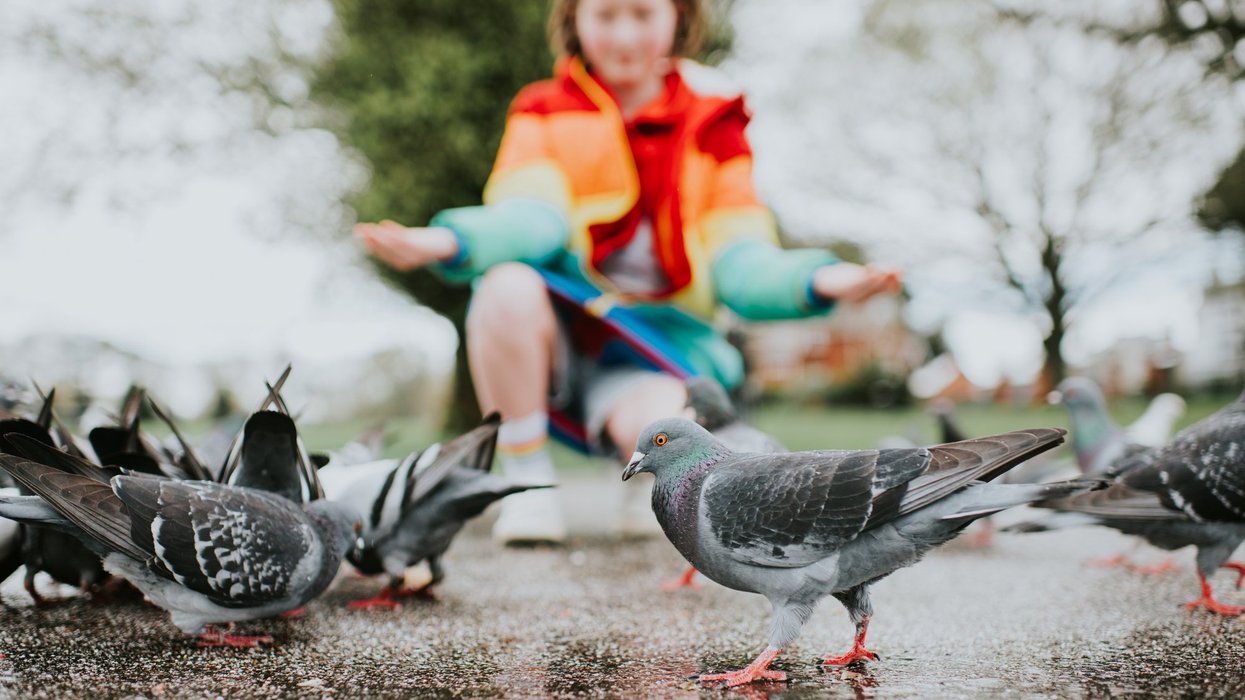 bird feeding