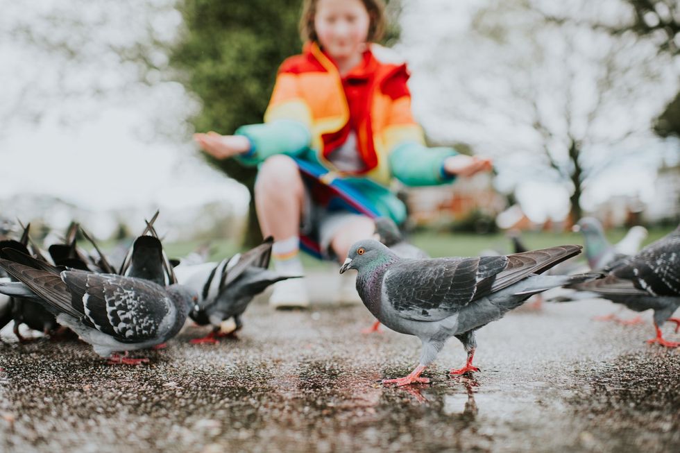 bird feeding
