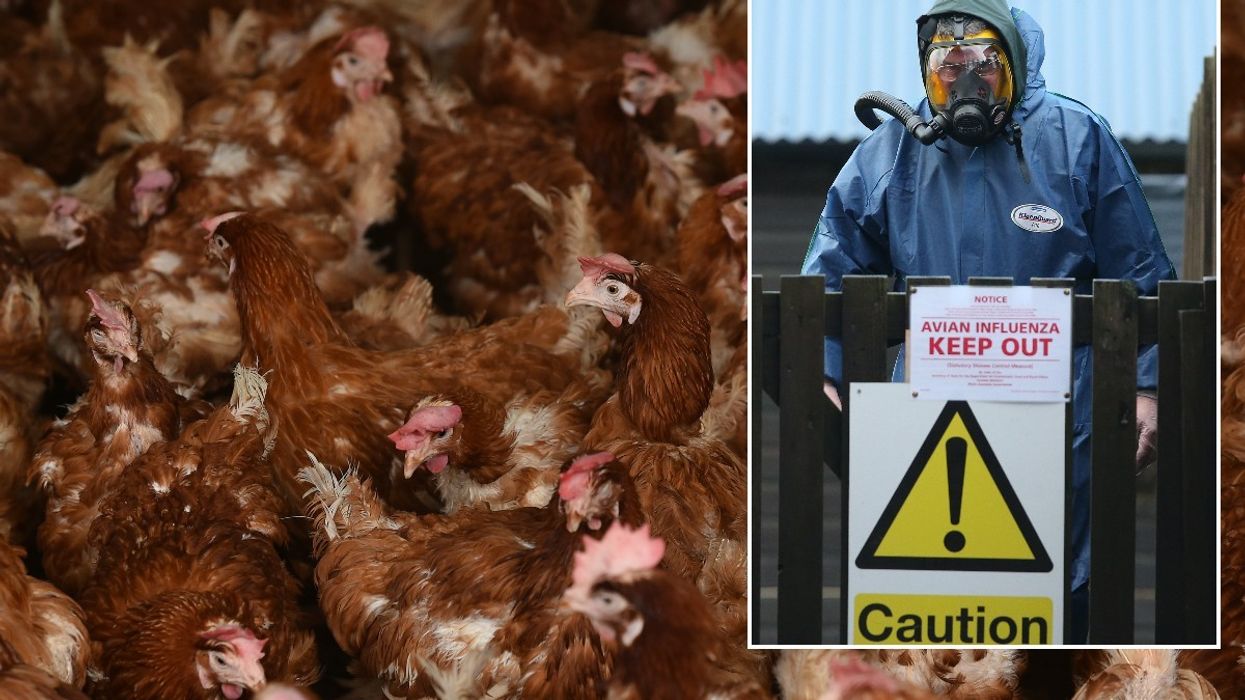 Bird flu: Yorkshire poultry farm begins cull after outbreak