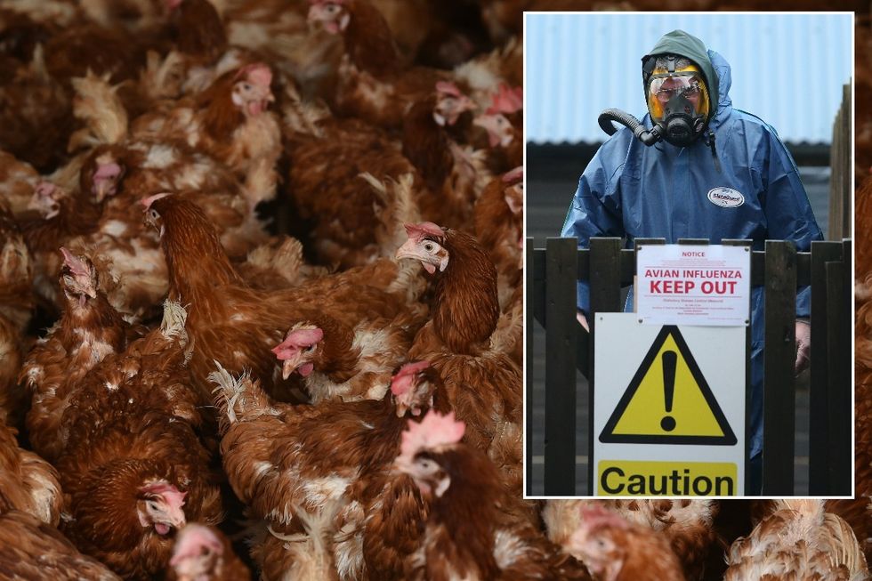 Virologist warns new UK pressure could possibly be hiding ‘unwelcome surprises’