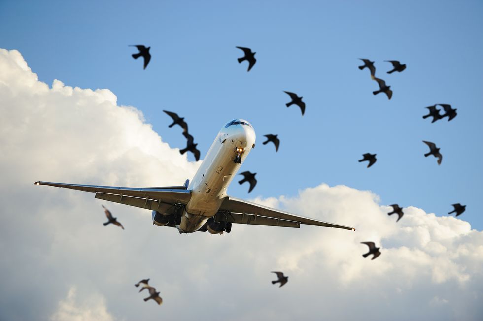 Bird strike (Stock)