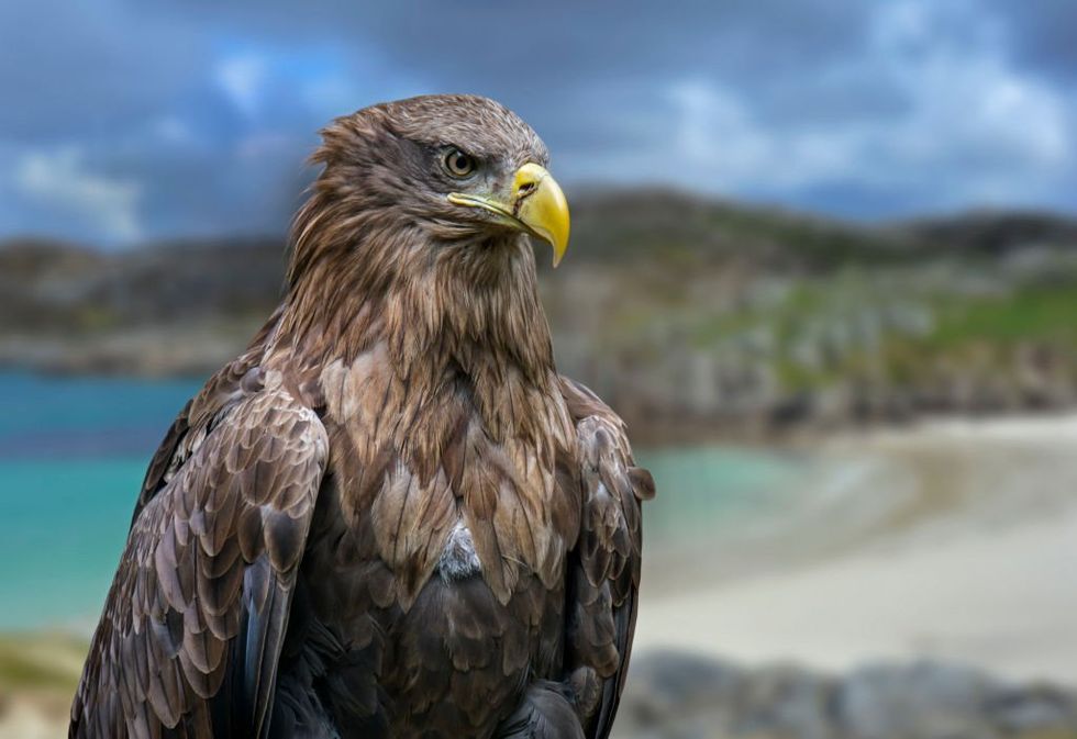 Bird