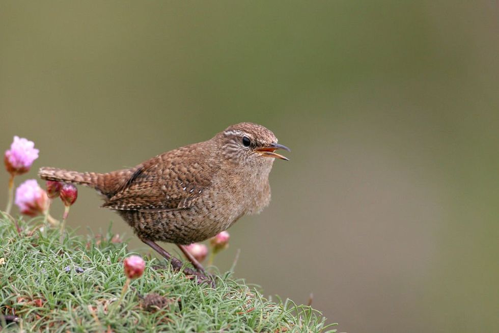 Bird
