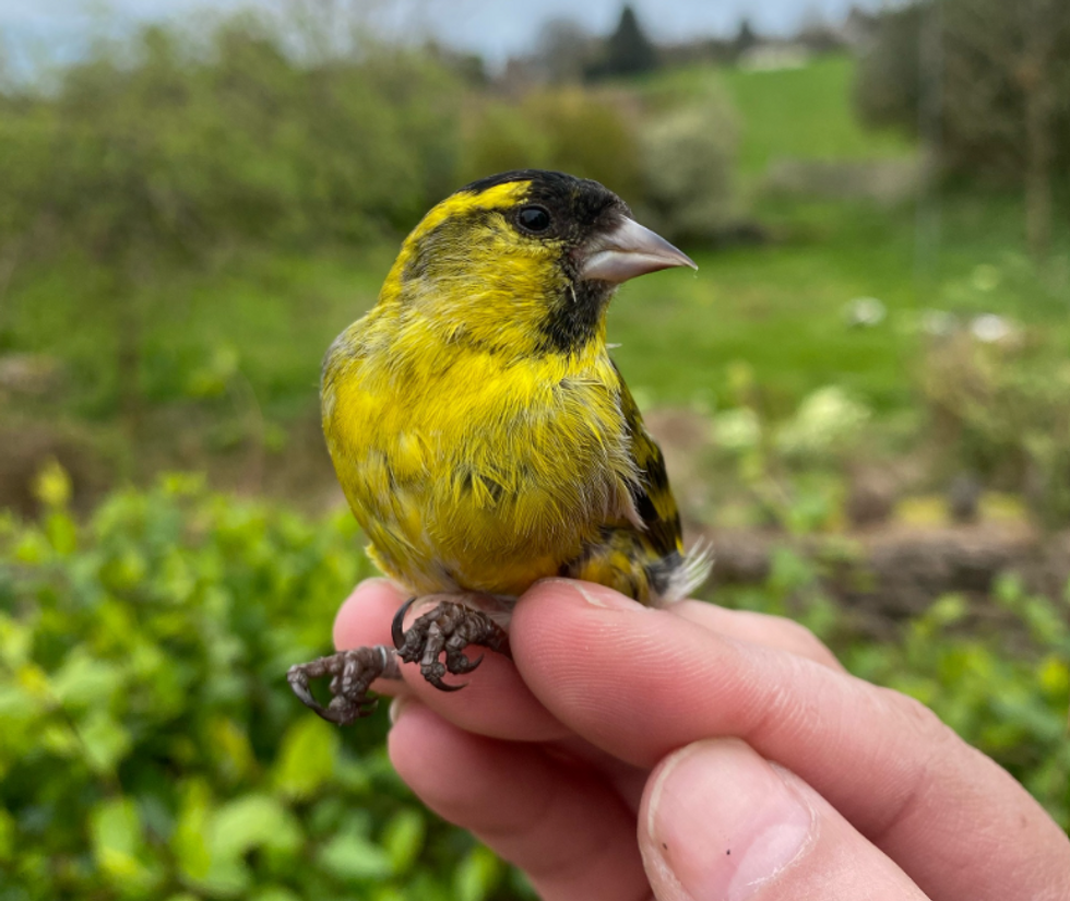 Bird