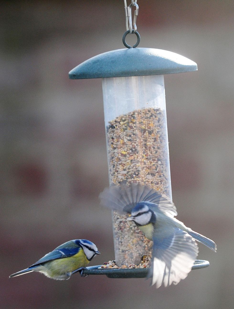 Birds at birdfeeder in garden