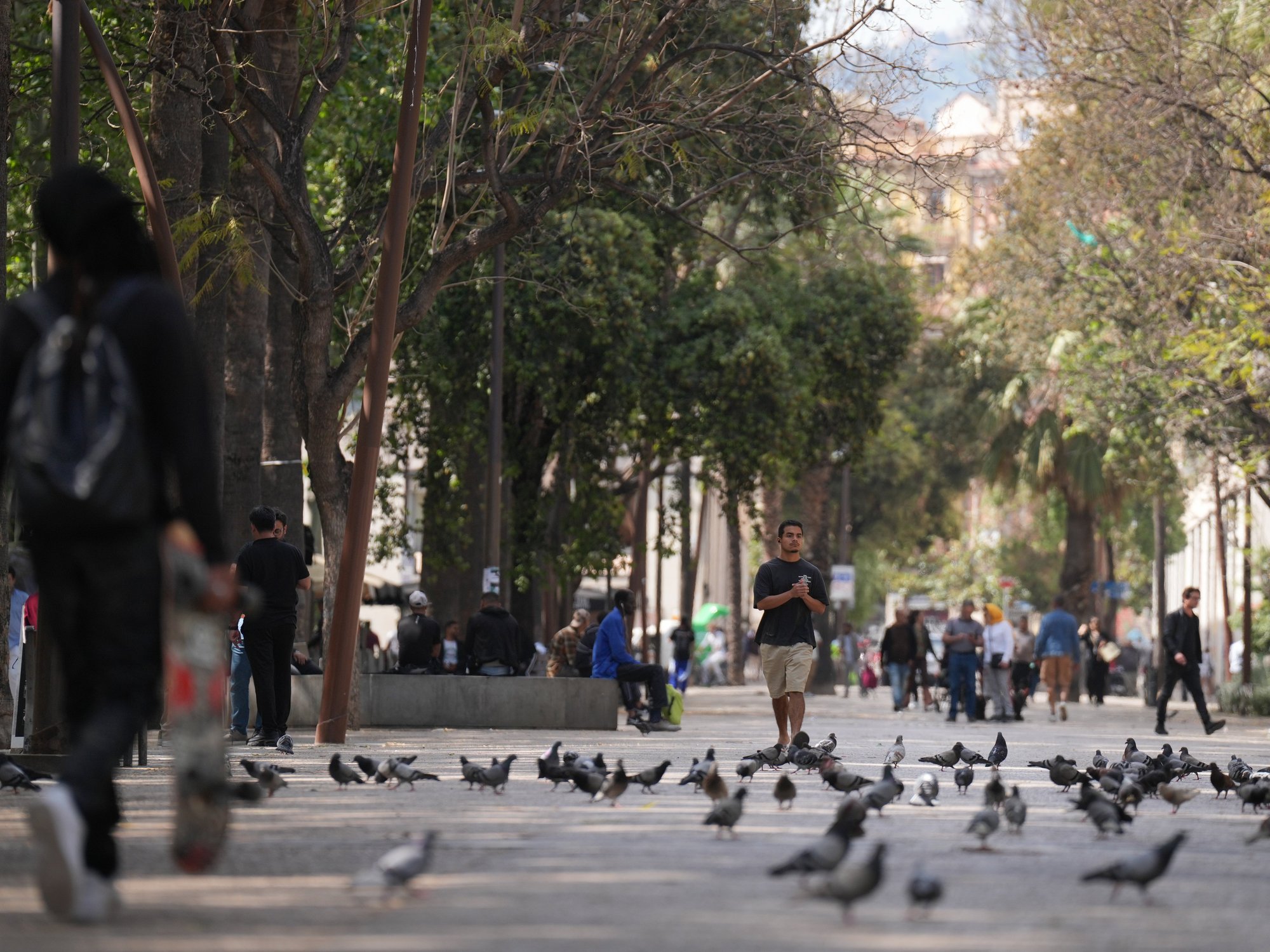 Birds living in cities