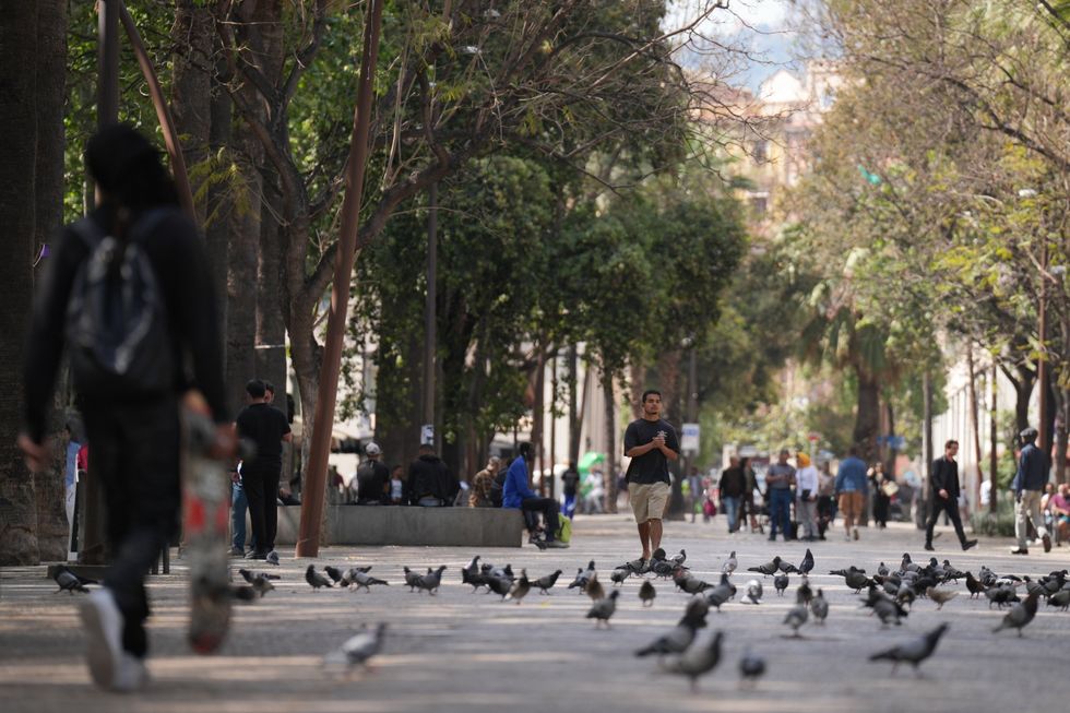 Birds living in cities