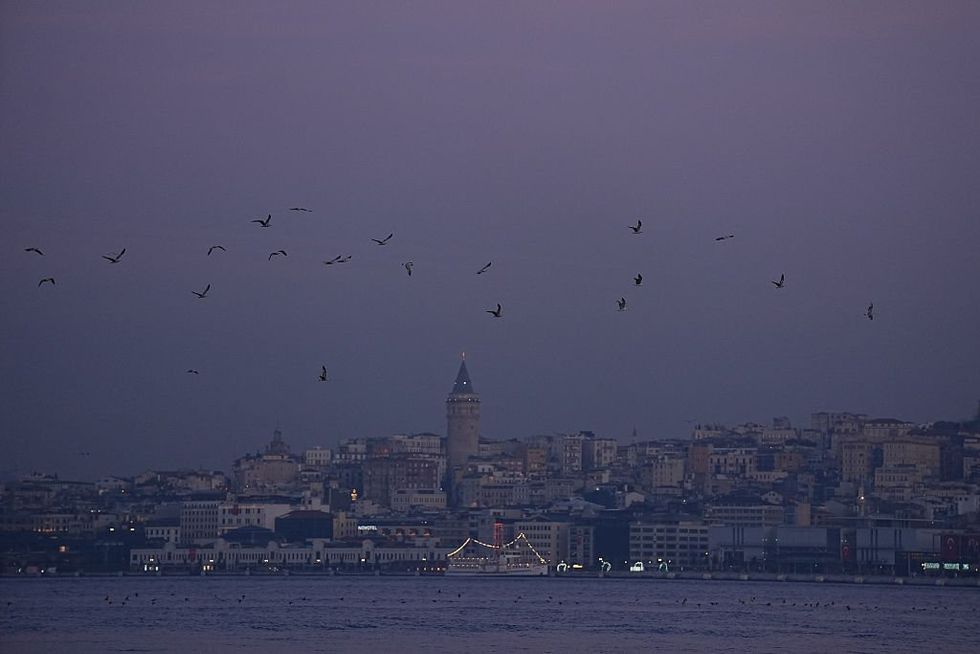Birds living in cities