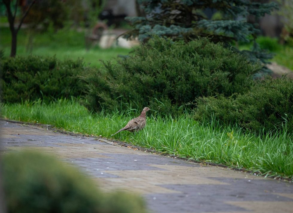 Birds living in cities