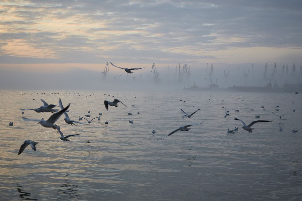 Birds on the water near the port of Berdyansk on the Azov Sea