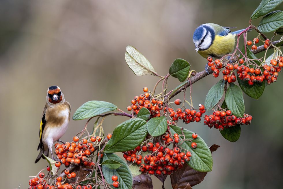 Birds perching on plant with berries and blossom berries