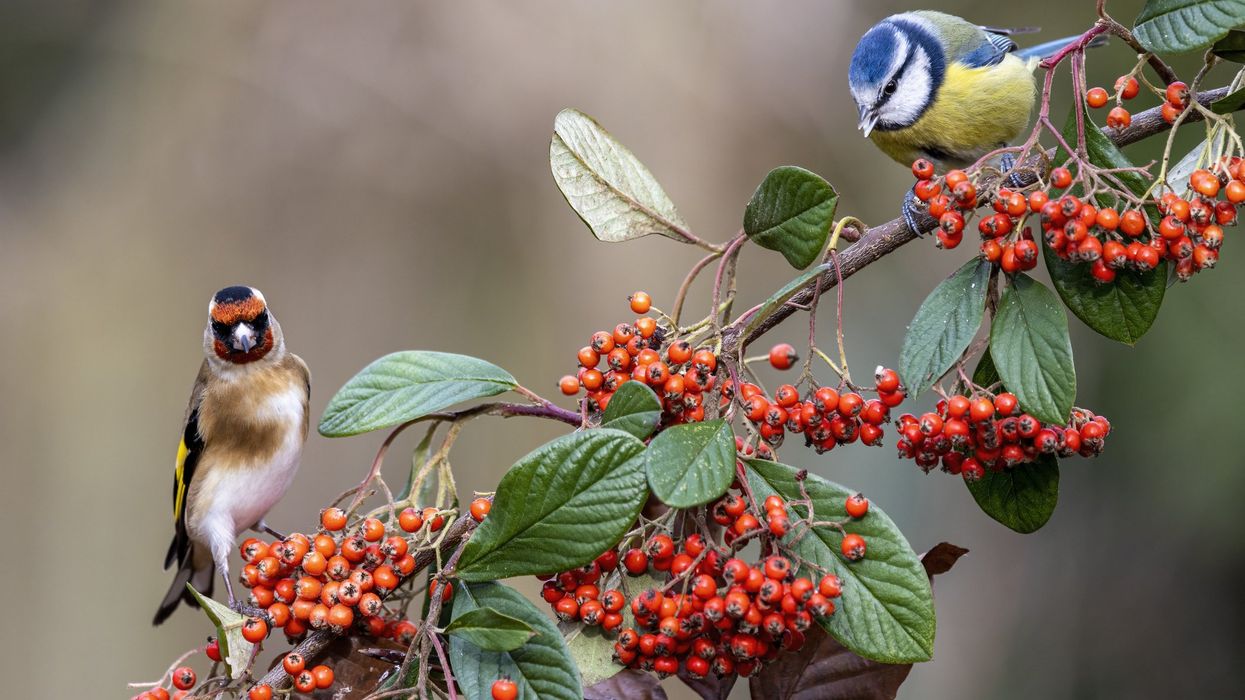 Birds perching on plant with berries and blossom berries