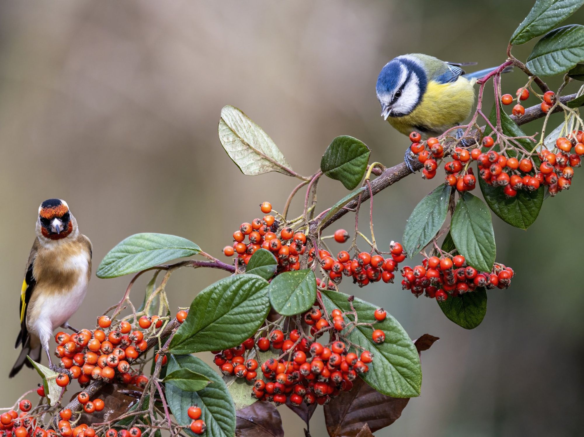 Birds perching on plant with berries and blossom berries