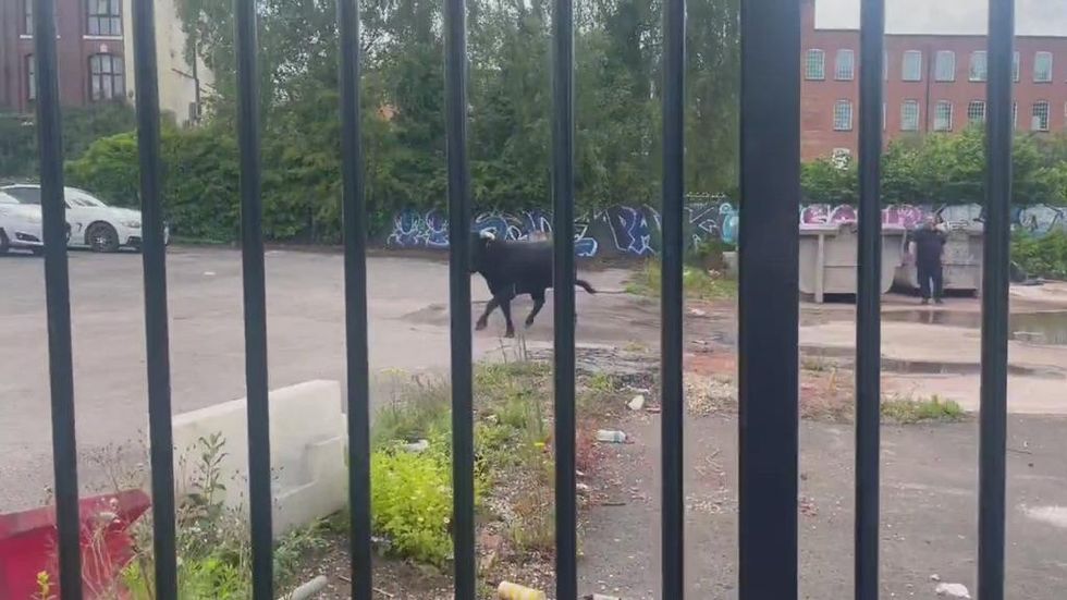 Birmingham bull