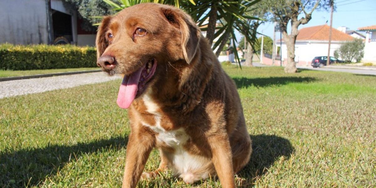 NextImg:'World's oldest dog' has title revoked amid doubts it lived to be 31 years old