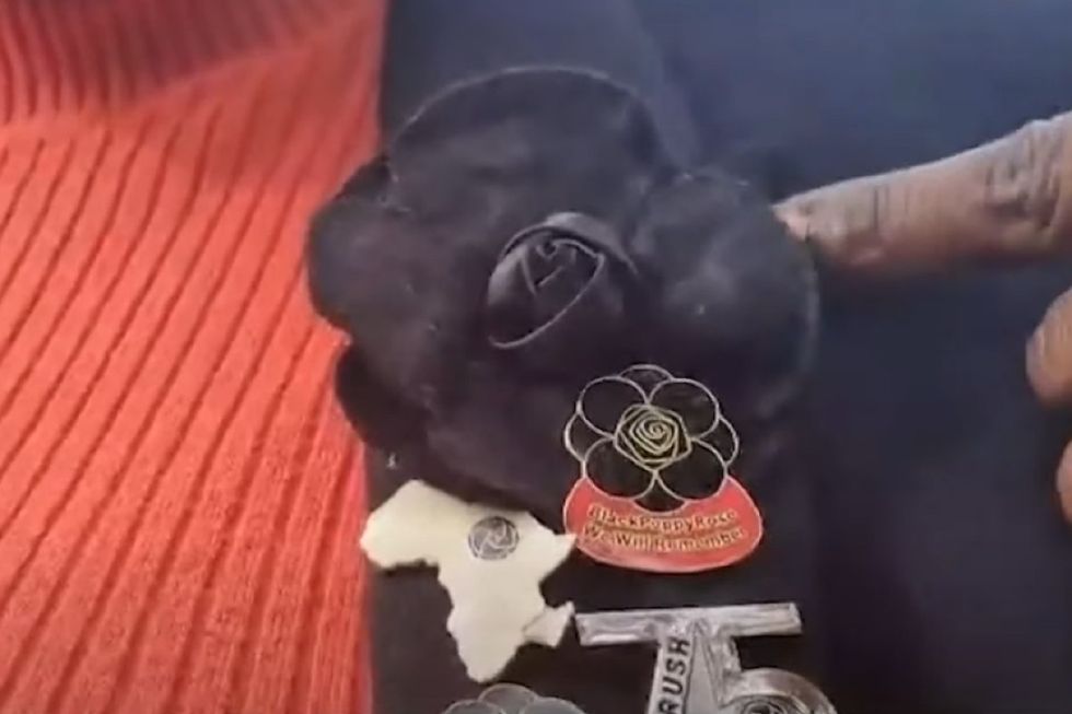 Black rose poppy