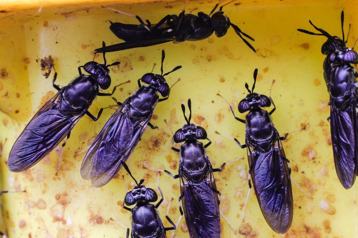 Black Soldier Flies