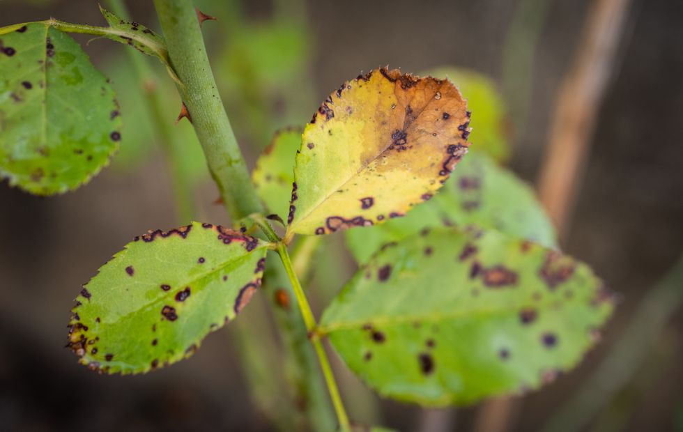 Black spot on leaves
